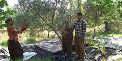 Mut`ta Zeytin Hasadı Başladı