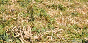 Organik Kuru Fasulyenin Hasadı Yapılıyor