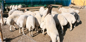 Osmaniye`de Kurbanlık Fiyatları Belirlendi