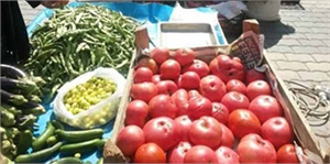 Orhaneli`nde Osmanlı Domatesine Büyük İlgi