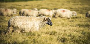 Pamukova İlçesi`nde Mavi Dil Hastalığı Karantinası