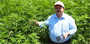 Samsun`da İzinli Kenevir Üretimi Yapılıyor