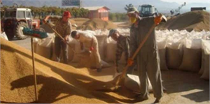 Sıcak Hava Çeltiğe Yaradı