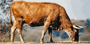 Sığır Çiçeği, İlçeyi Karantinaya Aldırdı