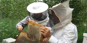 Şırnak`ta Bal Hasadı