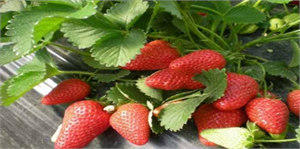 Sonbahar Çileği, Doğal Köy Pazarı`nın Gözdesi