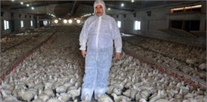 Tavukta Emirlik Bereketi Yaşanıyor