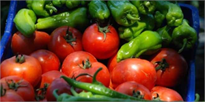 Tokat`ta 82 Çeşit Ürün Yetişiyor