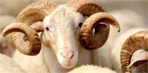 Türkiye`nin `Elit` Koyunları Şanlıurfa`dan