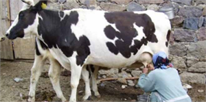 Temmuz`da 743 Bin Ton İnek Sütü Sanayiye Aktarıldı