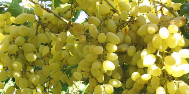 Yozgat`ta Üzüm Ürünleri İmalat Tesisine Mali Destek