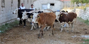 Van`da Kuduz Şüphesi