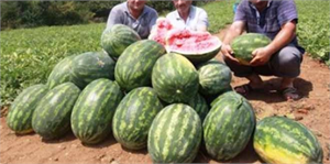 Yalıncak Karpuzu, Fındığın Tahtını Sallıyor