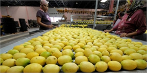 Yatak Limonu`nu Hatalı Gübreleme Çürütüyor