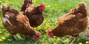 Yerli Tavuk Üretimi Dışa Bağımlılığı Azaltacak