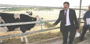 Yozgat`ta Çiftçiye Damızlık Düve Dağıtıldı