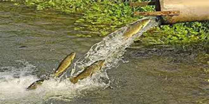 AB, Türk Alabalığına Antidamping Uygulaması Başlattı