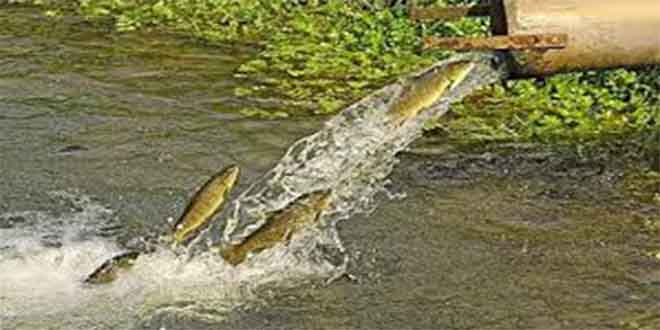 AB, Türk Alabalığına Antidamping Uygulaması Başlattı