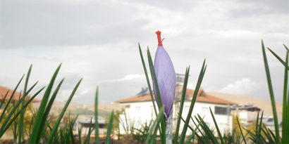 Afşin`de Üretilen Safranın Gramı 25 TL