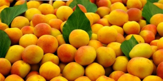 Amerikalılar `Malatya Kayısısı`nı Sevdi