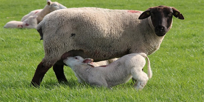 Anaç Koyun ve Keçi Başına 20 TL Destek Verilecek