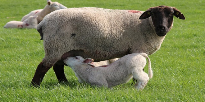 Anaç Koyun ve Keçi Başına 20 TL Destek Verilecek