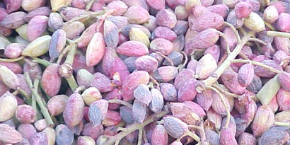 Antep Fıstığında Don ve Kuraklık Hasadı Etkiledi