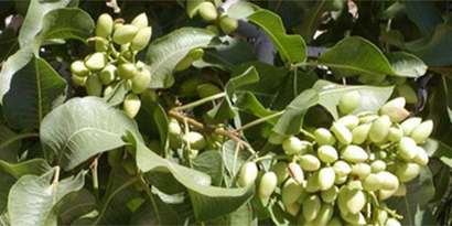 Elbeyli`ye Antepfıstığı Kapama Bahçesi Tesis Edilecek