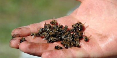 Yanlış İlaçlama Arıları Telef Etti