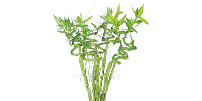 Antalya`da Bambu Bahçesi Kuracaklar