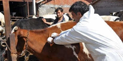 Hanönü`nde Büyükbaş Hayvanlara Şap Aşısı