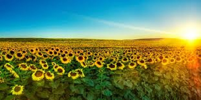 Çiftçinin Yüzünü Alternatif Ürün de Güldürmedi