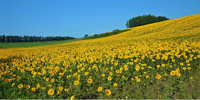 Ayçiçeği Yeşilhisar`da İflas Getirdi