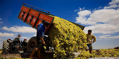Siverek`te Bağ Bozumu Geleneği Sürüyor