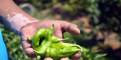 Gazzeli Çiftçiler İsrail`i Protesto Etti