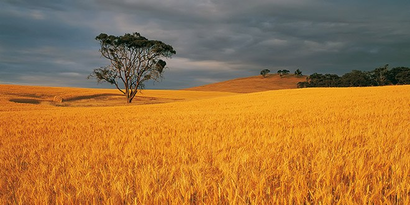 Düşen buğday rekoltesine Rusya dopingi