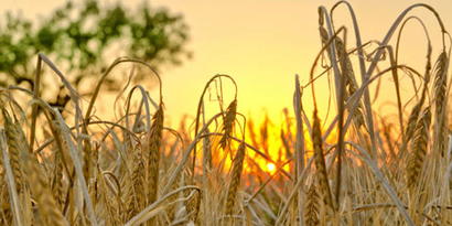 Kuraklığın Üzdüğü Çiftçiyi Kalite ve Fiyat Sevindirdi