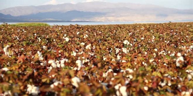 Burası Çukurova Değil Keban Havzası