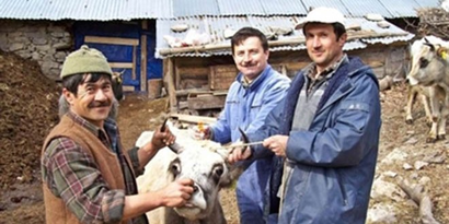 Burhaniye`de Hayvanlara Brucella Aşısı