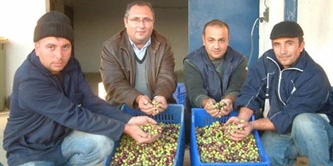 Burhaniye`de Tariş Yeşil Zeytin Alımına Başladı