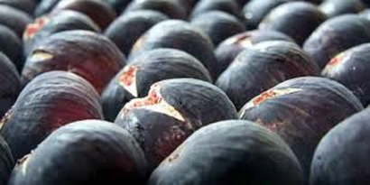 Bursa`nın `Siyah İnciri` Mercek Altında