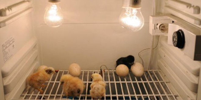 Buzdolabında `Civciv` Üretiyor