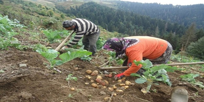 Çambaşı Yaylasında Patates Hasadı Başladı