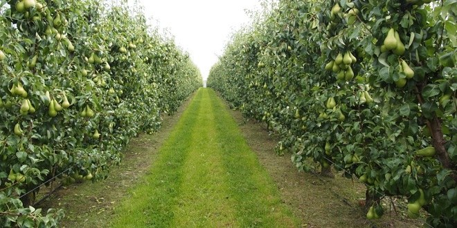 Çankırı`da `Meyveciliği Geliştirme Projesi`