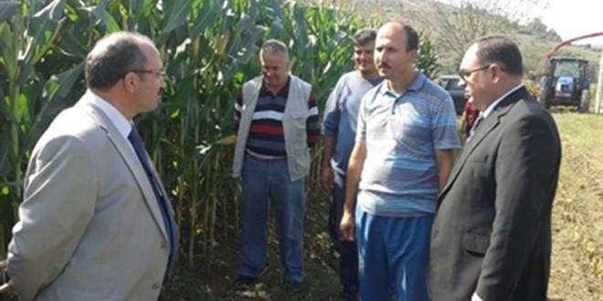 Çaycuma`da Slajlık Mısır Hasadı Yapıldı