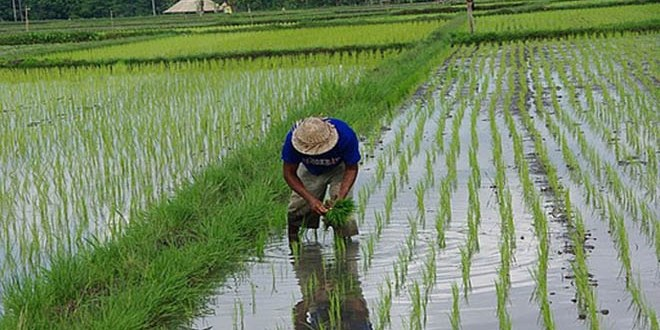 Trakya`da Üretilen Pirinç Temiz