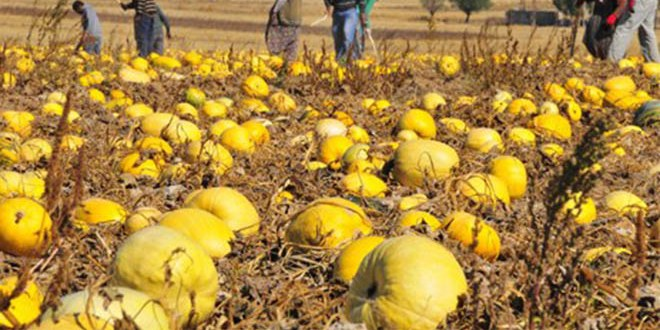 Ürgüp, Çerezlik Kabak Çekirdeğiyle Adından Söz Ettirmek İstiyor