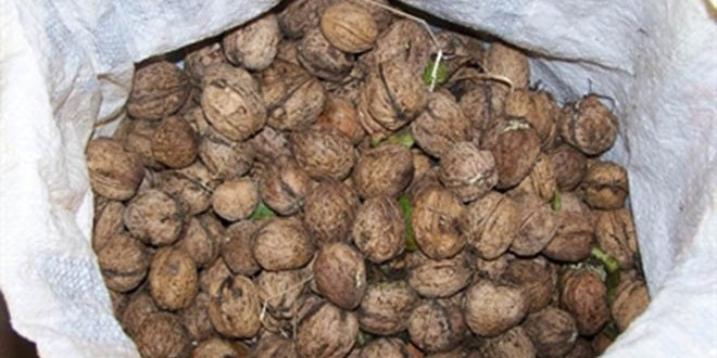 Cevizde Rekolte Düştü, Fiyatlar Yükseldi