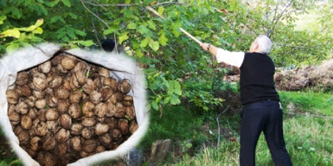 Cevizde Üretim Düştü, Fiyat Katlandı; Vatandaş Cevizi Artık Taneyle Alıyor