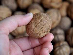 Cevizde rekolteyi don vurdu